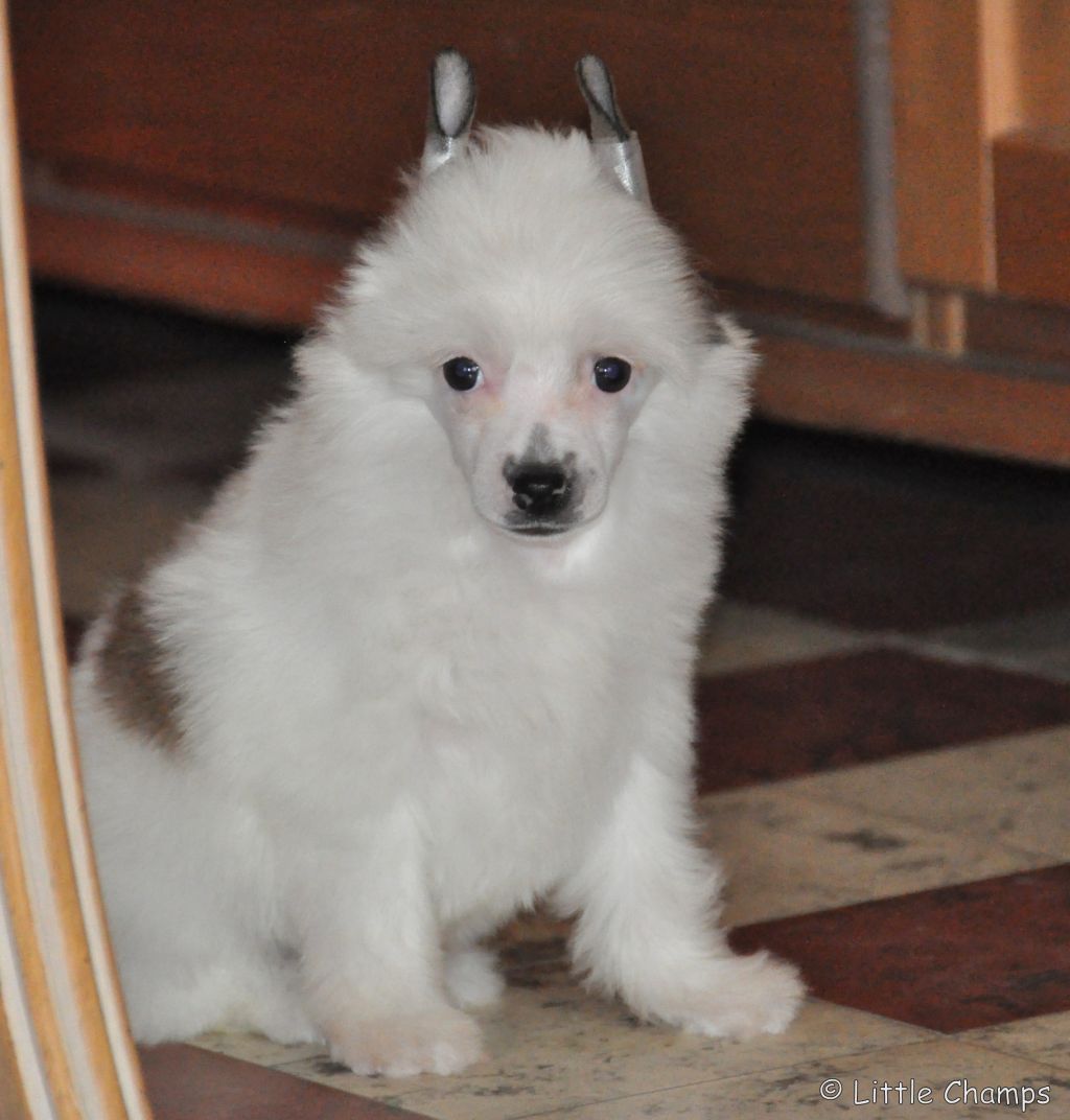 Jackie Brown Little Champs