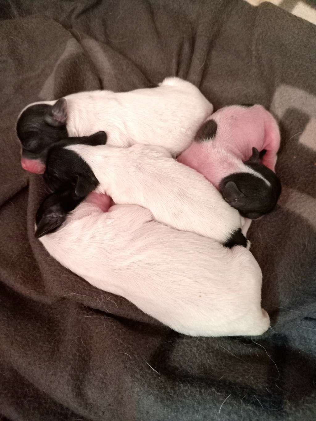 Laurel Cherished Dream