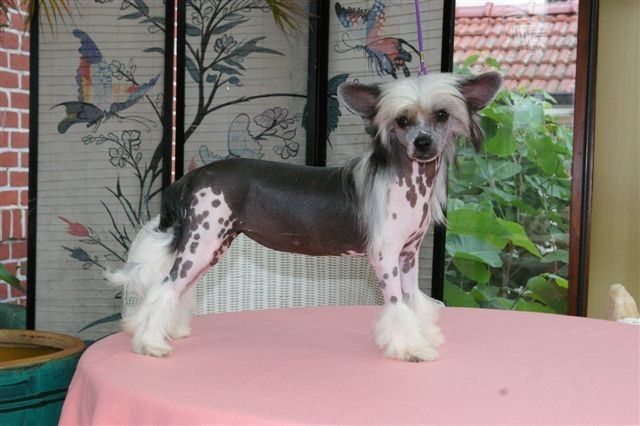 Milla Mango von Shinbashi