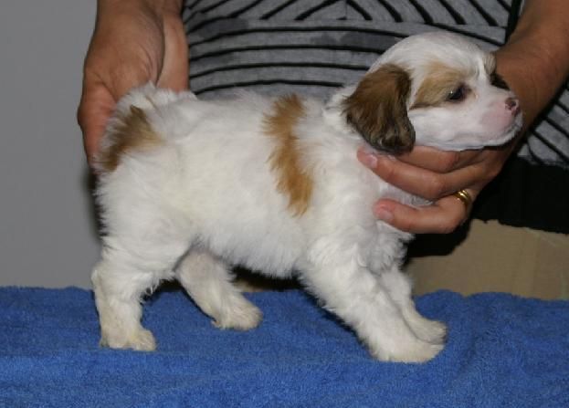 Gamla Bodens Mini Favorit