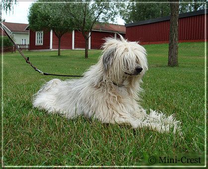 Amelion's EagleSpirit