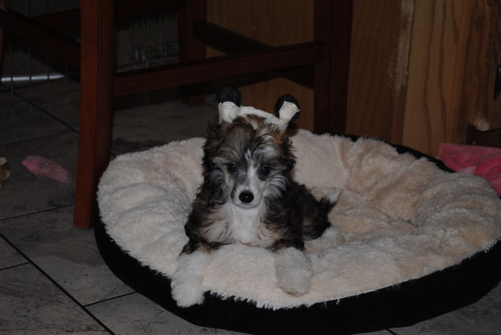 Carrera's Love N Luck