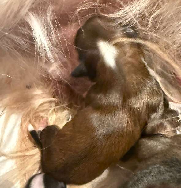 Jamming's Vito Corleone