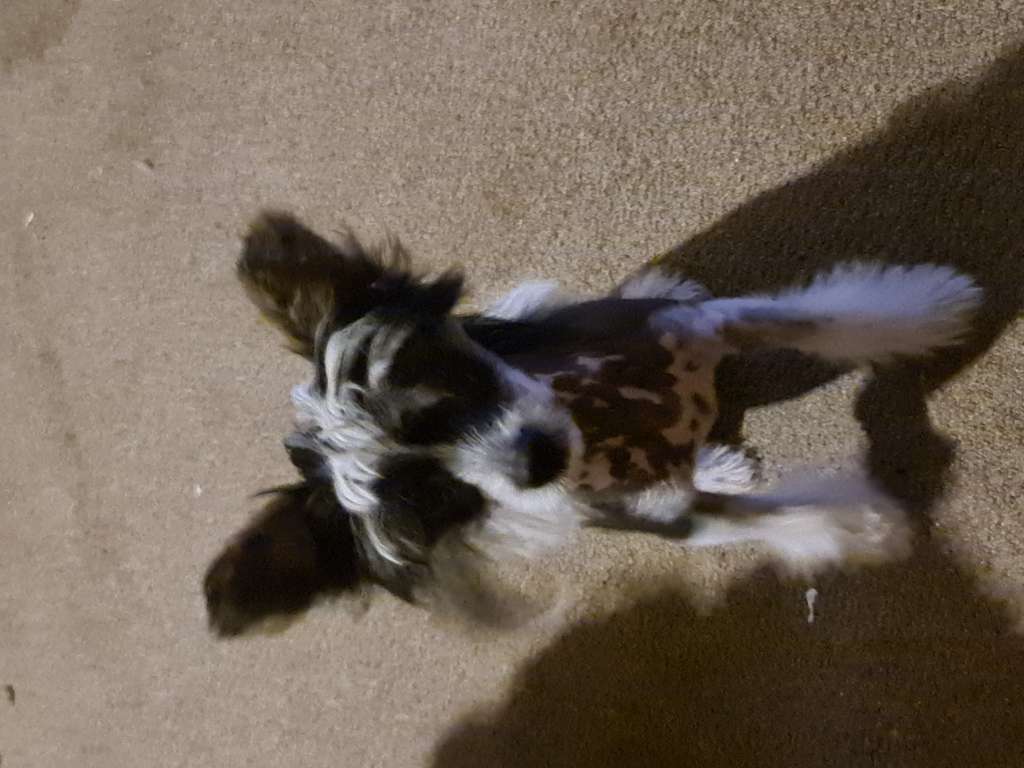 Tribble get me th manager