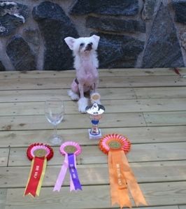 Sagaskotts Cinderella