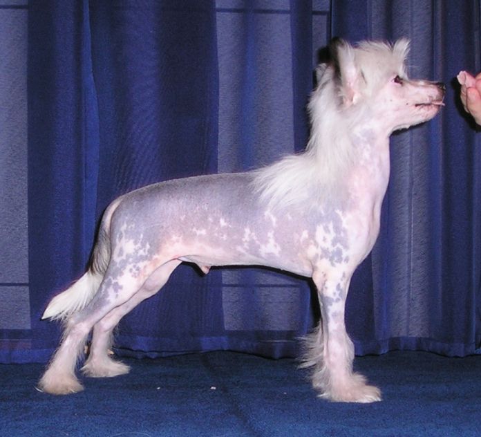 Taijan Dreamer Ladykiller