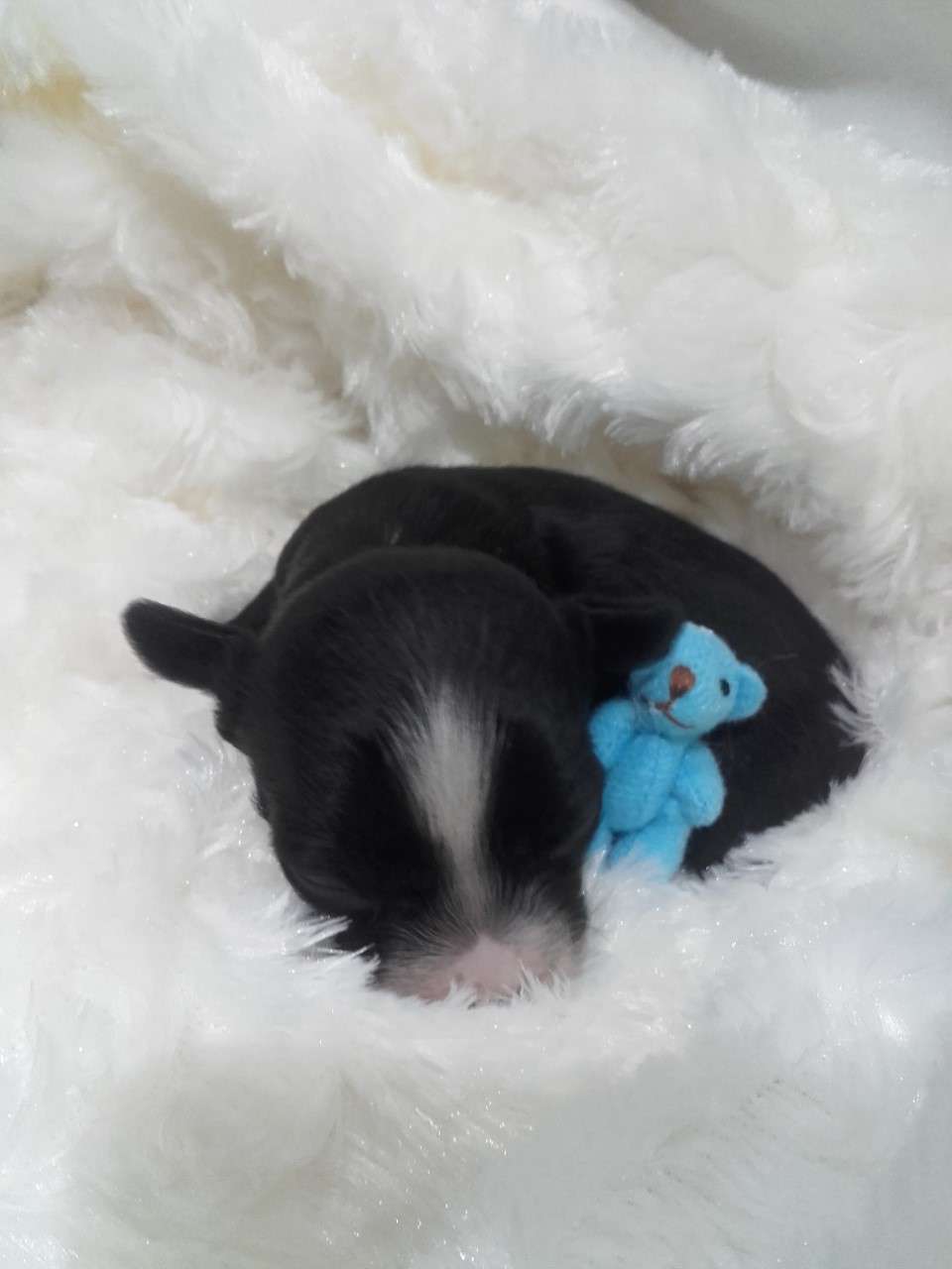 Pufflepaws Eternal Winter