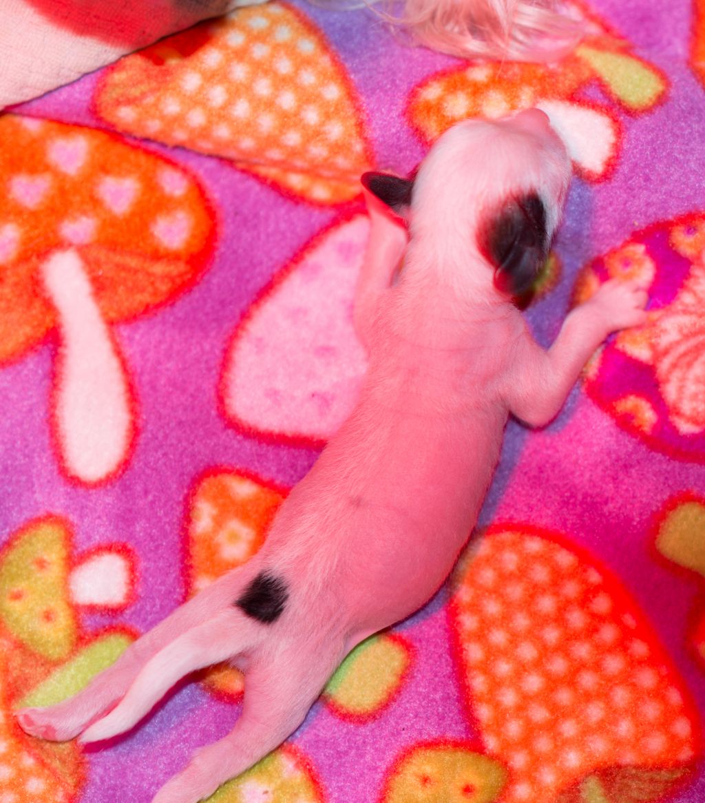 Eagle Eyed Angels Made to Worship