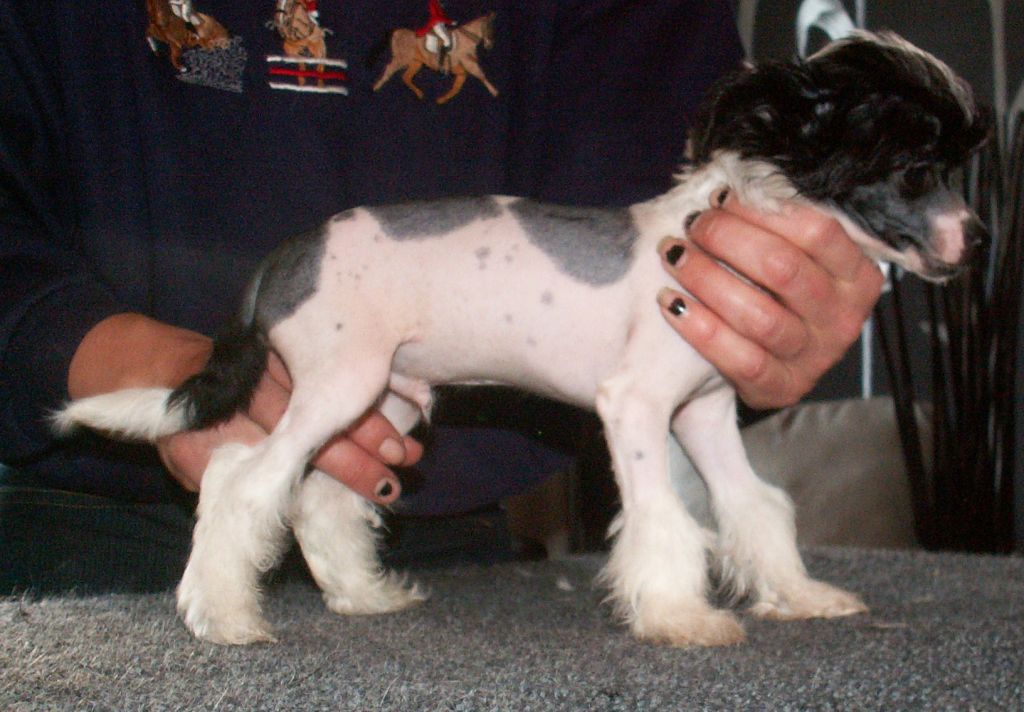 Starside Smallest Secret