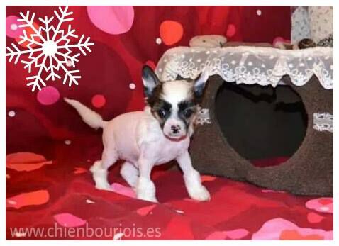 Nugget de le Chien Bourjois
