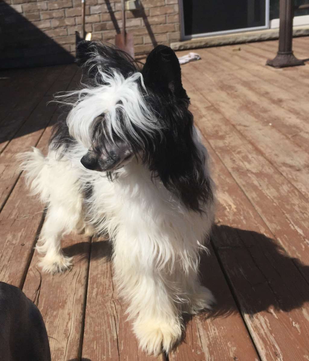 Secrethaven's Pilgram Explorer