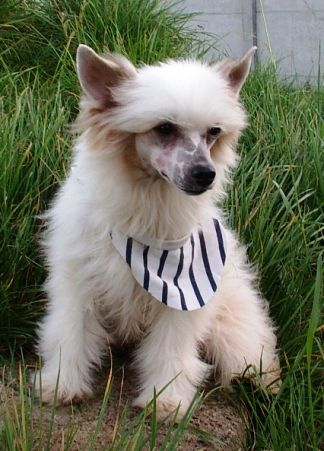 Oczko Pokerowy Zywot FCI