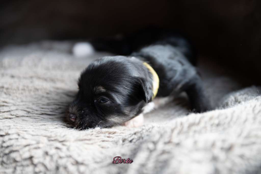 Birke von der Luisenwieke