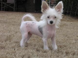 Edelweiss As Good As It Gets By Jove