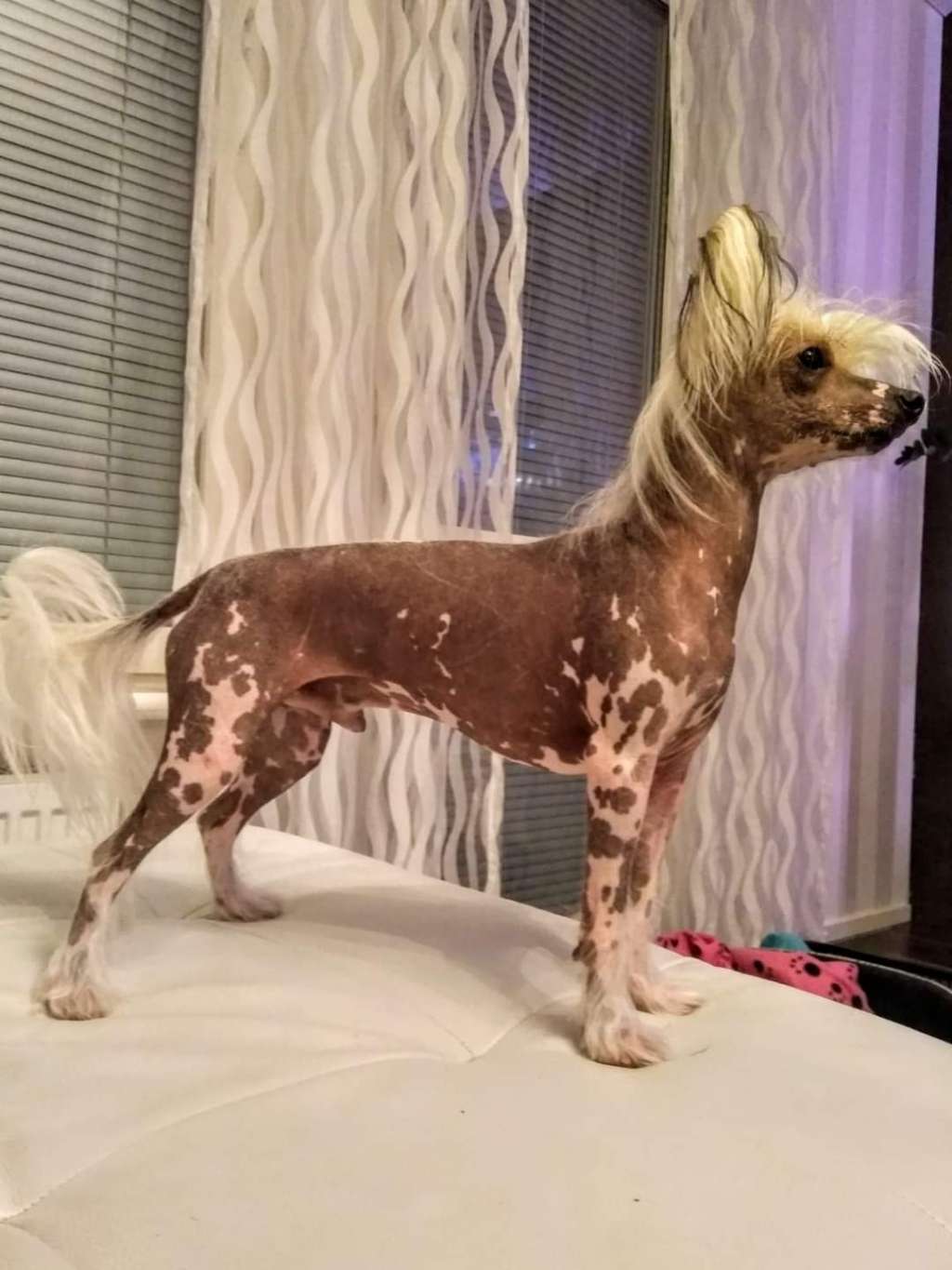 Lilla Wanillas A-class Just Lose It