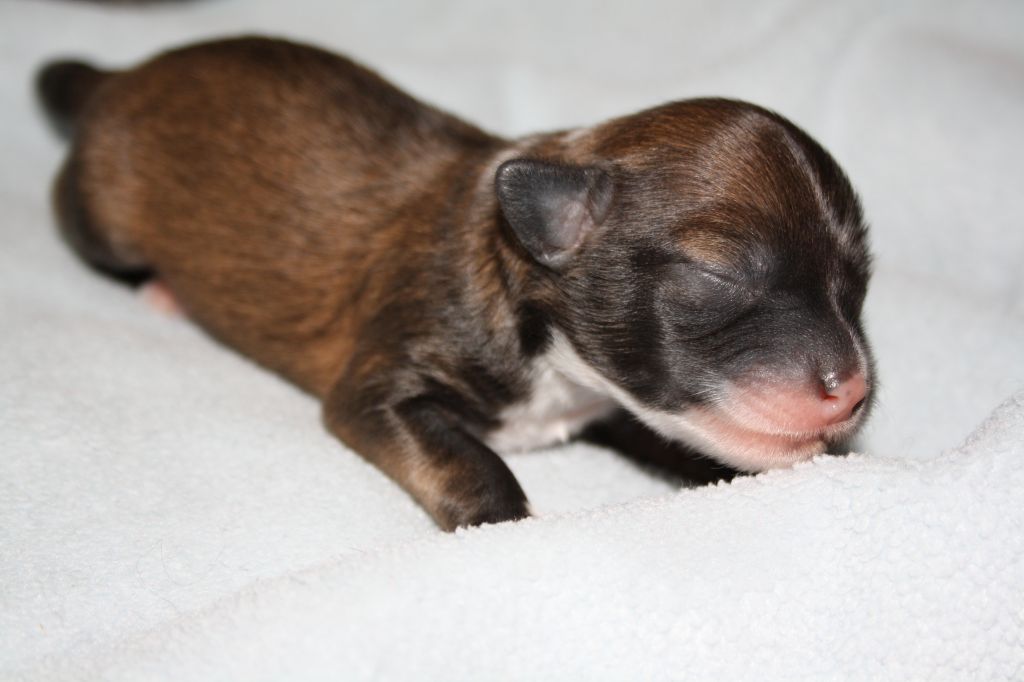 Nudaveritas Guess Man