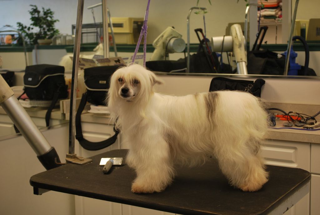 Dazl-NS Rockin' Like A Hurricane