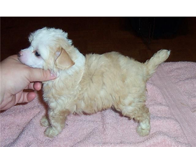 Spiritual Mosaic Resist Temptation