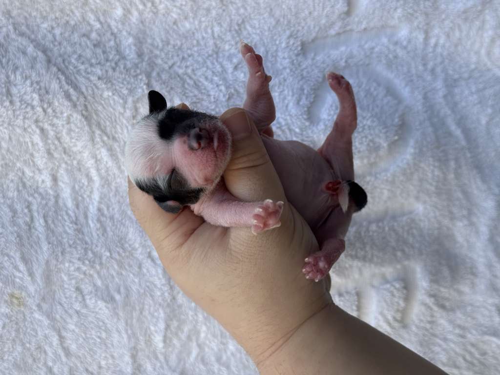 Rosa sinensis of Karel