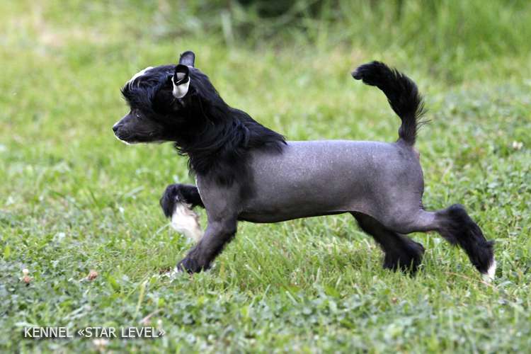 Star Level Kiss The Sky