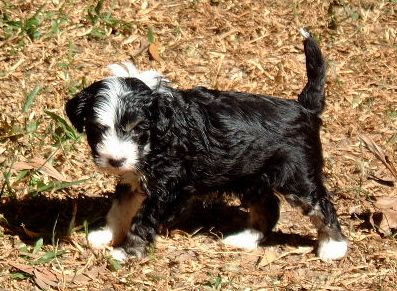 SaTaMu Fuwa Yingying