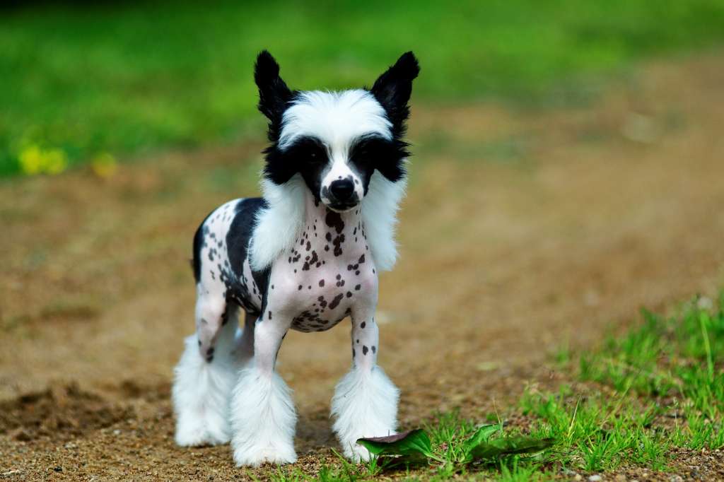 Poupoupidou Winning Smile