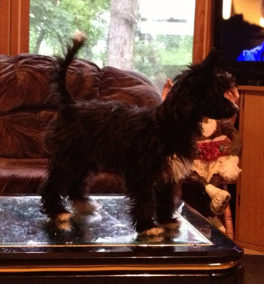 Tsagali Be Still My Heart