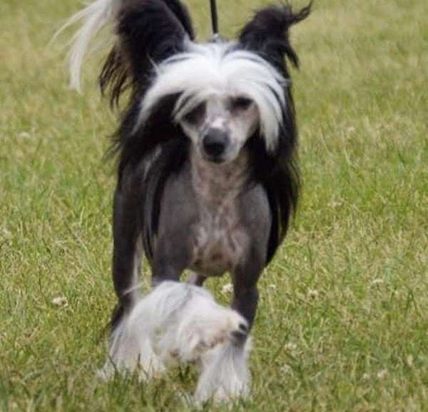 Edelweiss One fish Two Fish Red Fish Blue Fish