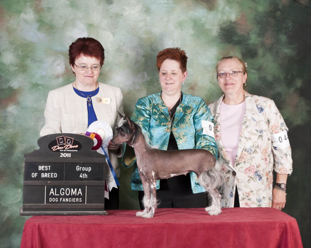 Kyloe's Amelia from Whitestone