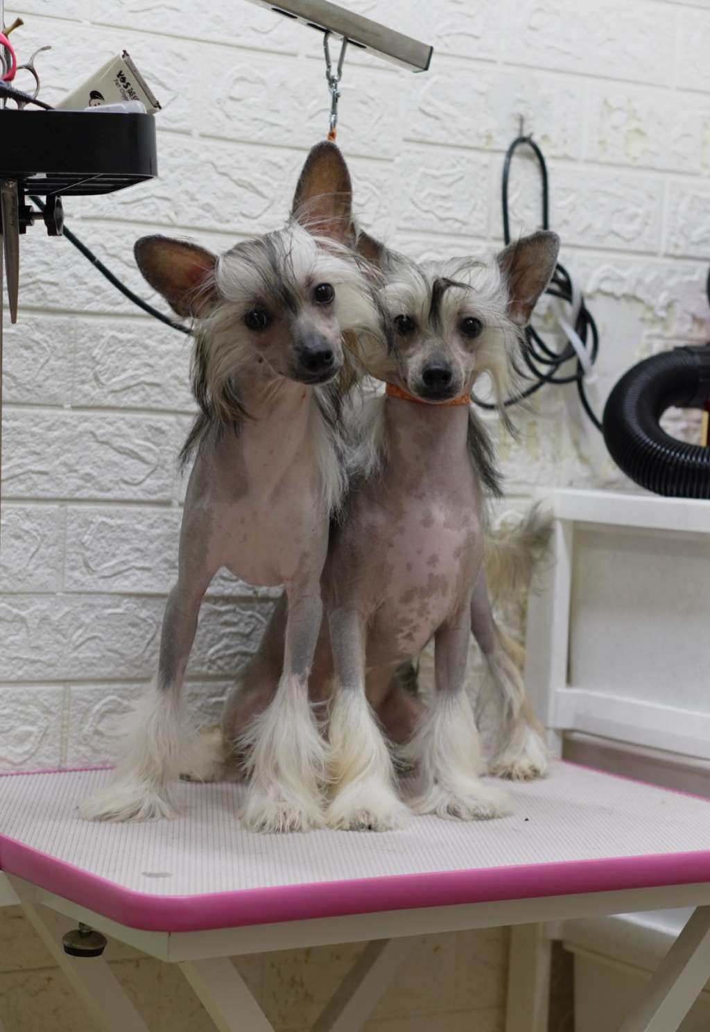 Rosa sinensis of Chip