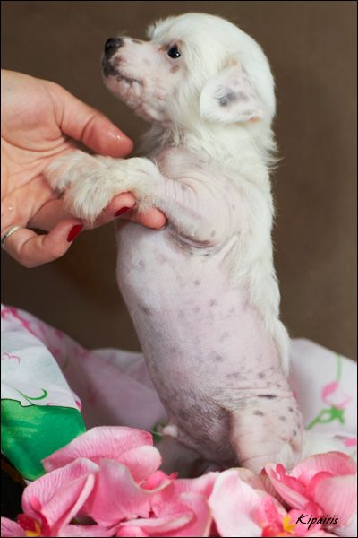 Shelcovij Shlejf  E1