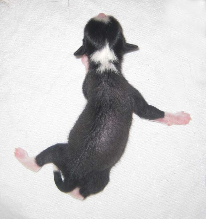 Jewels Cause for Applause