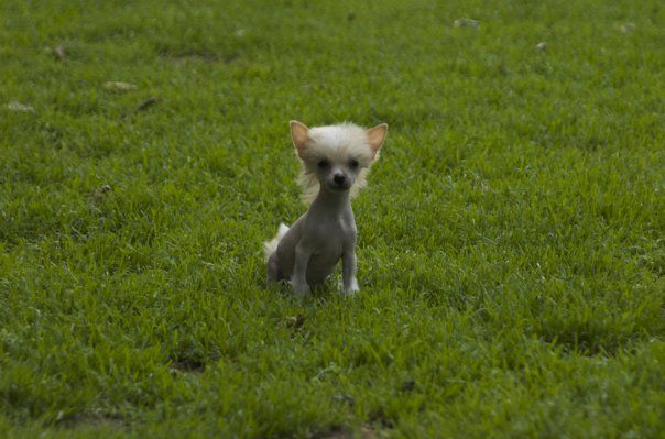 Indecit Little Champs