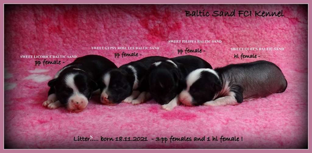 Sweet Queen Baltic Sand