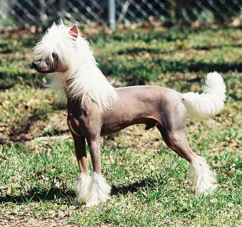 Golden's Famous Last Words