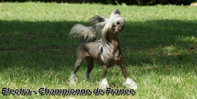 Electra du Domaine de Cha Su Bao