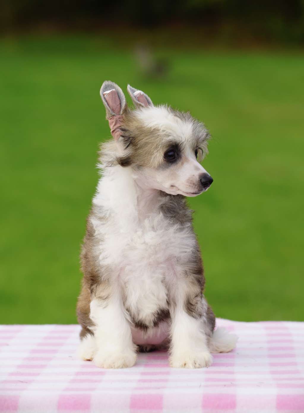 Fate and Fortune Heybett