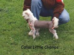 G. Callas Little Champs
