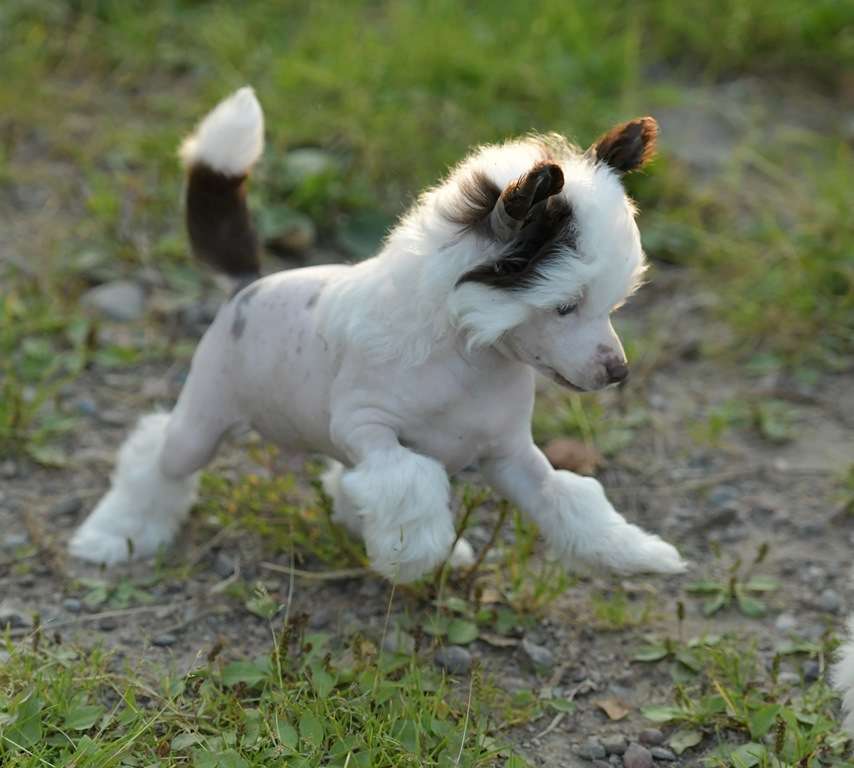 HitLine Ltd Excalibur For Beyesa