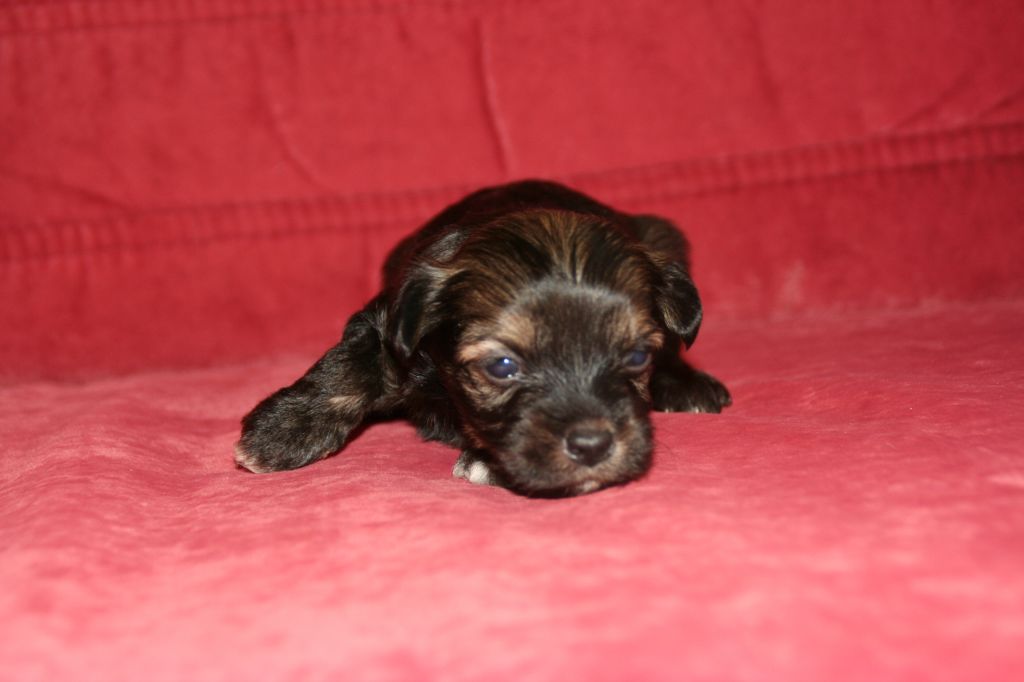 Mamba Caramba Trishablue