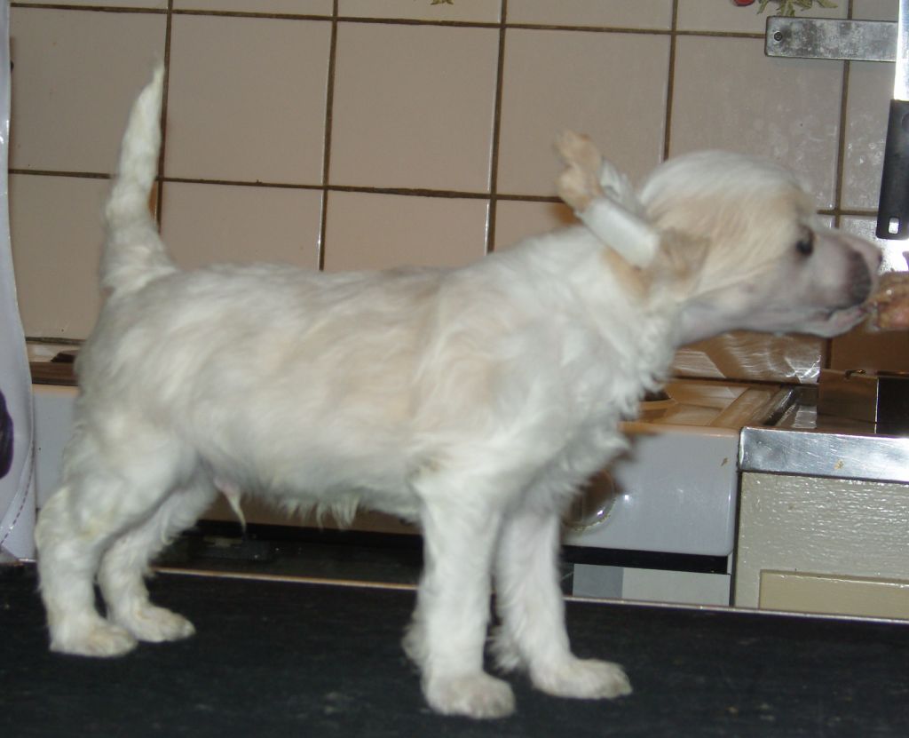 Golden Dream Stars Dirty Diamond