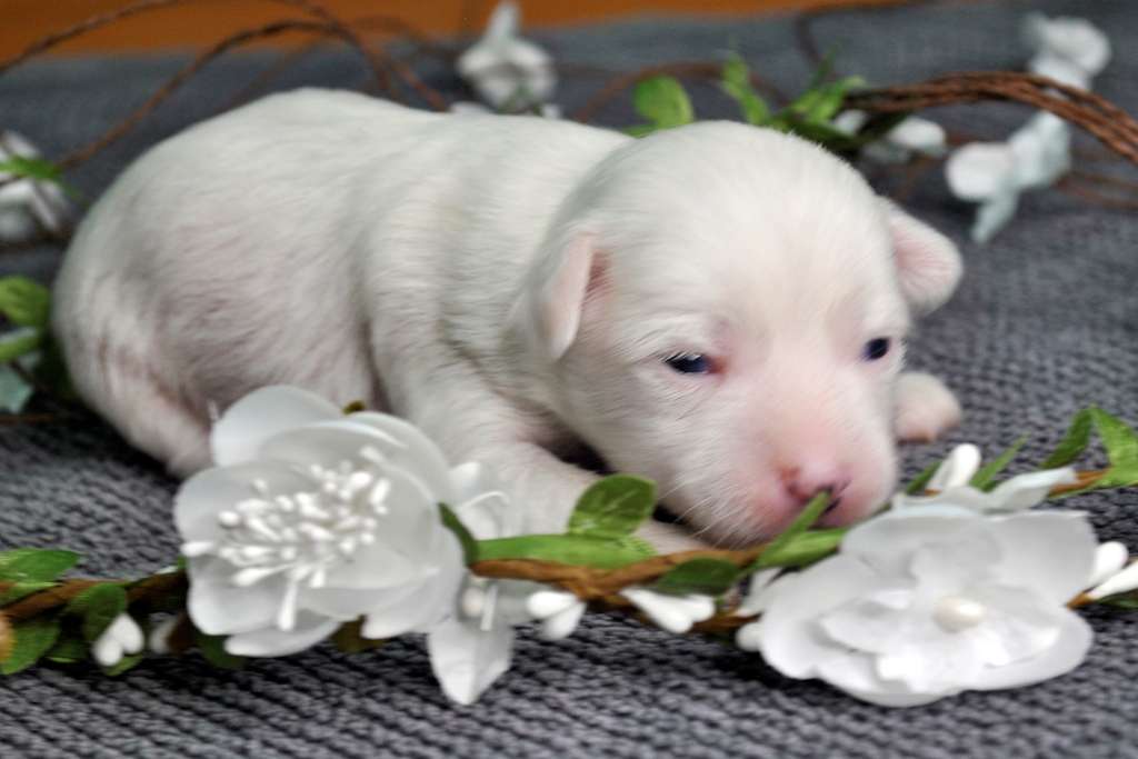 Ksolo Club Bonifatsiy