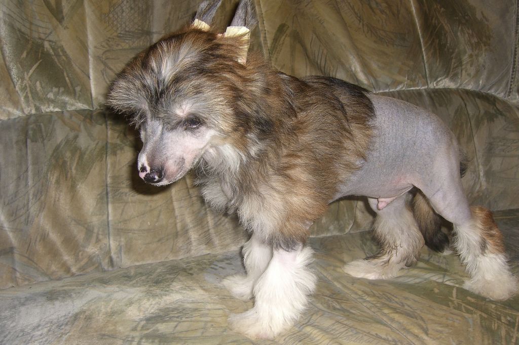 Elvis Scharli Chinesische Engel