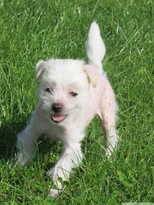 Melissa z Ogrodu Fiony