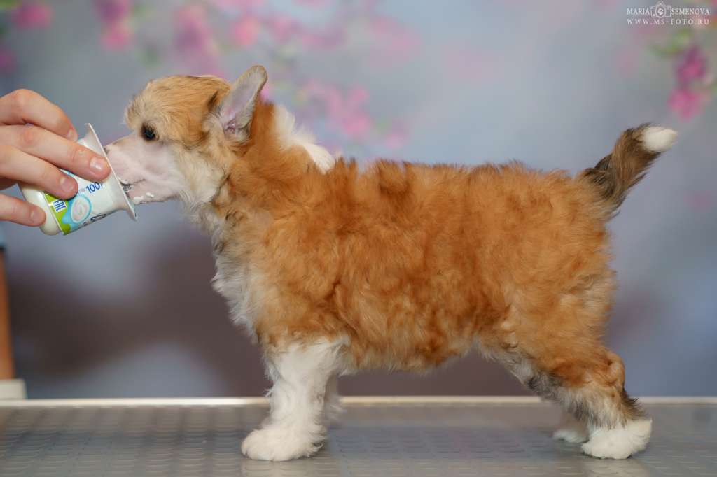 Grand Passage Iriska