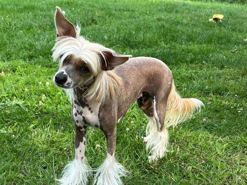 Luch's Black Guardian Chinatsu