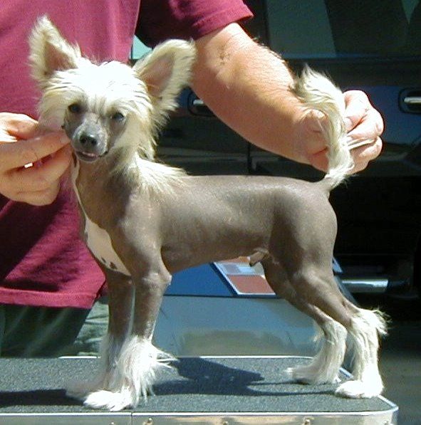 Puffin Night At The Apollo