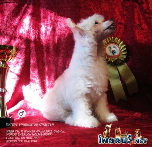 Ingrus Indikator Schastya