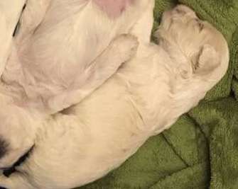 Goldstar z Valdorfskych lesu