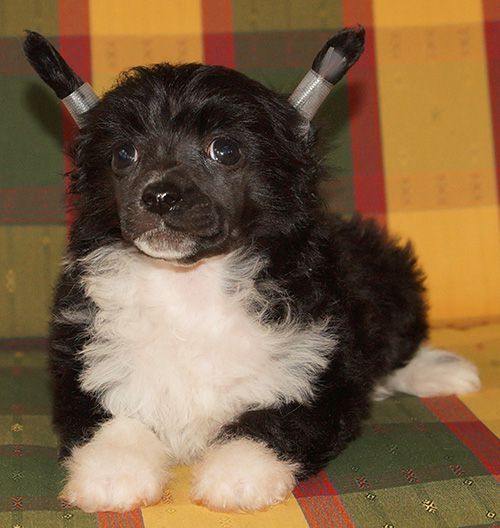 Charuyuschiy Soblazn N...